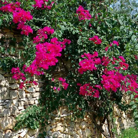 I Carrubi Rosa Marina